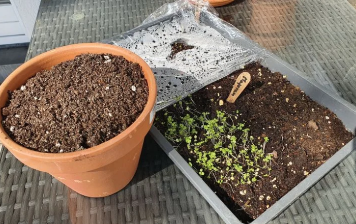 Majoran aus Samen anziehen