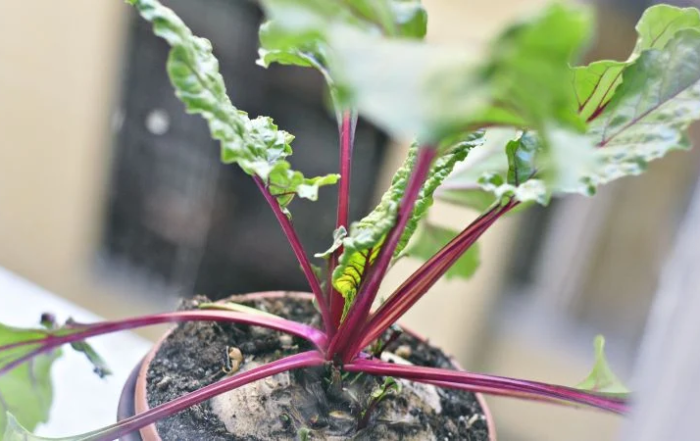 Rote Bete auf dem Balkon anbauen