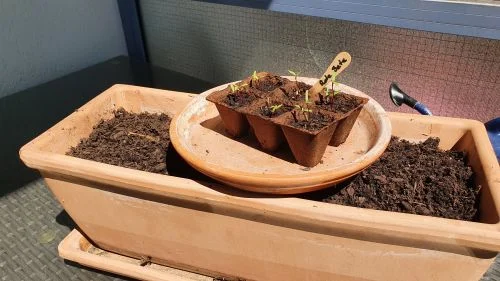 Rote Bete im Blumenkasten