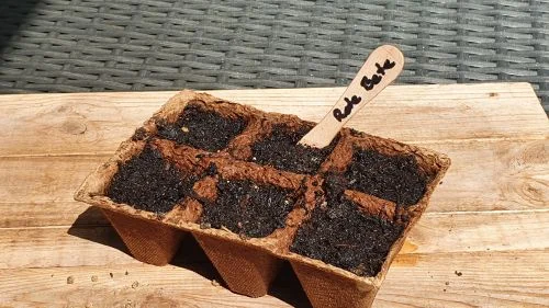 Rote Bete aus Samen anziehen