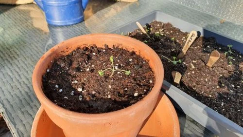 Salbei aus Samen anziehen im Blumentopf