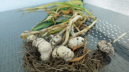 Knoblauch nachreifen