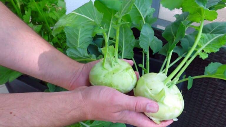 Kohlrabi richtig ernten