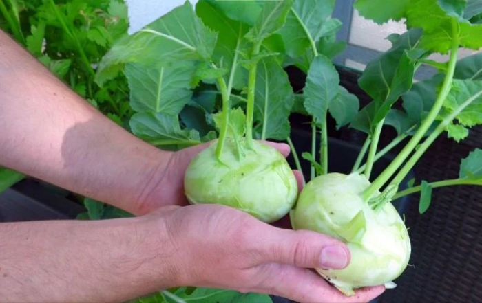 Kohlrabi richtig ernten