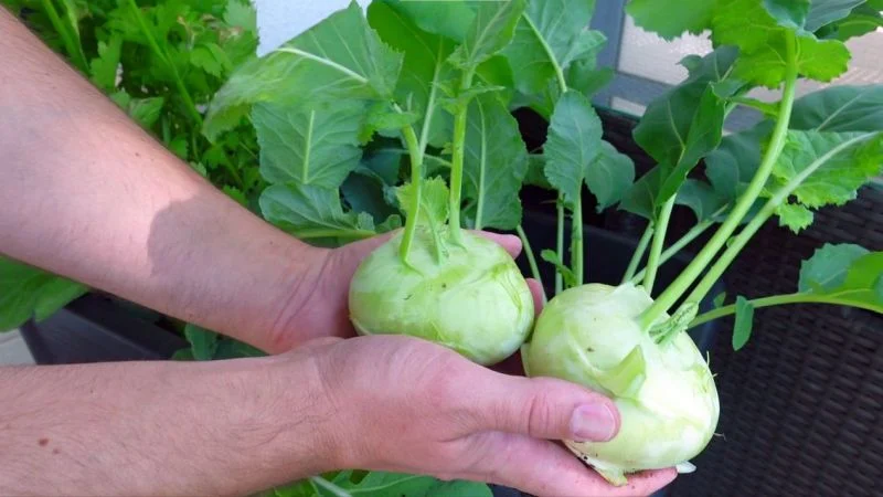 Kohlrabi richtig ernten