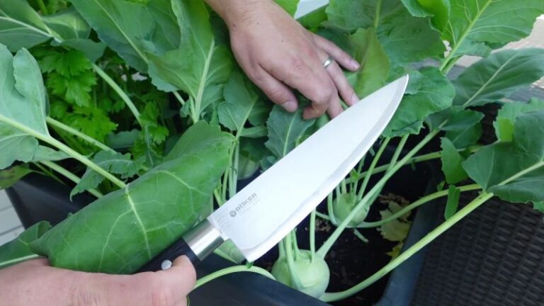 Kohlrabi ernten mit Messer