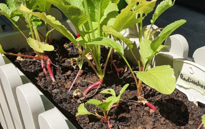 Radieschen keine Knollen