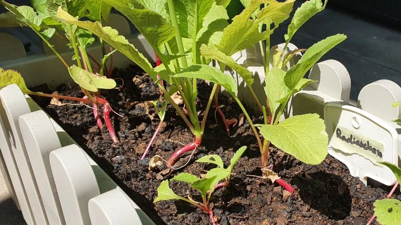 Radieschen keine Knollen