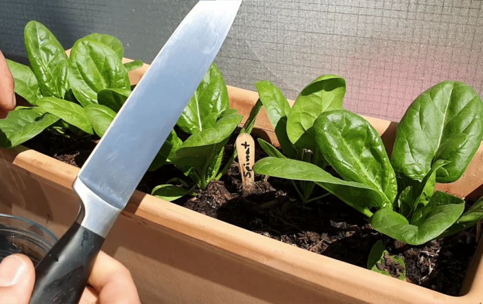 Spinat richtig schneiden und ernten