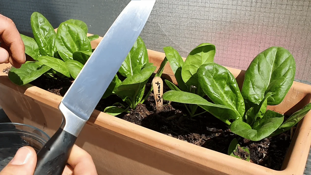 Spinat richtig schneiden und ernten