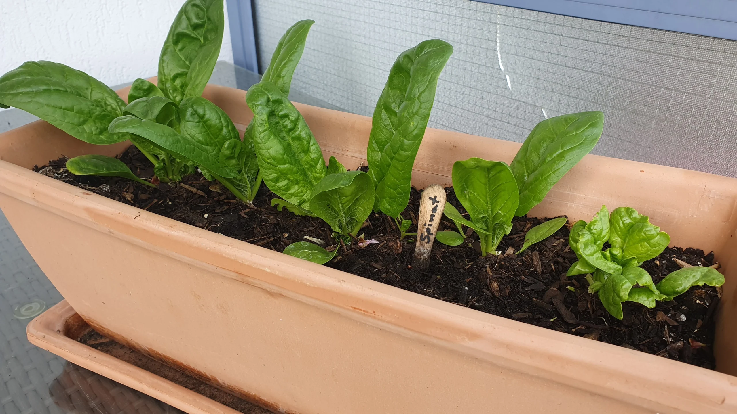 Spinat nachgewachsen