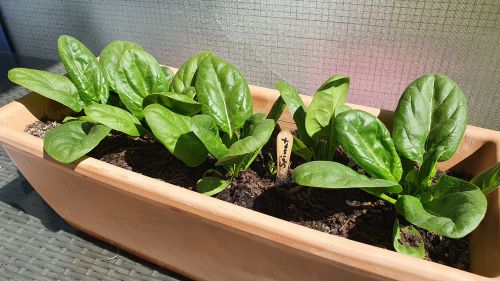 Spinat im Blumenkasten anbauen