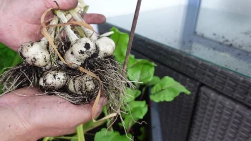 Knoblauchzehen nach der Ernte