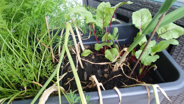 Knoblauch Erntezeitpunkt erkennen
