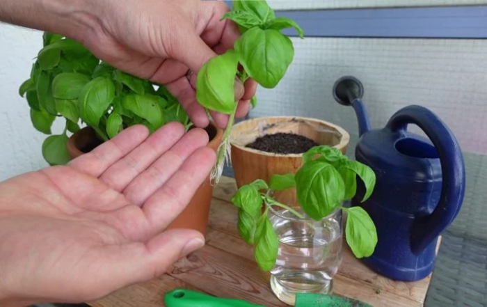 Blumentopf-Basilikum aus Stecklingen vermehren