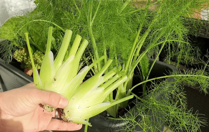 Fenchel richtig ernten und den passenden Zeitpunkt erkennen
