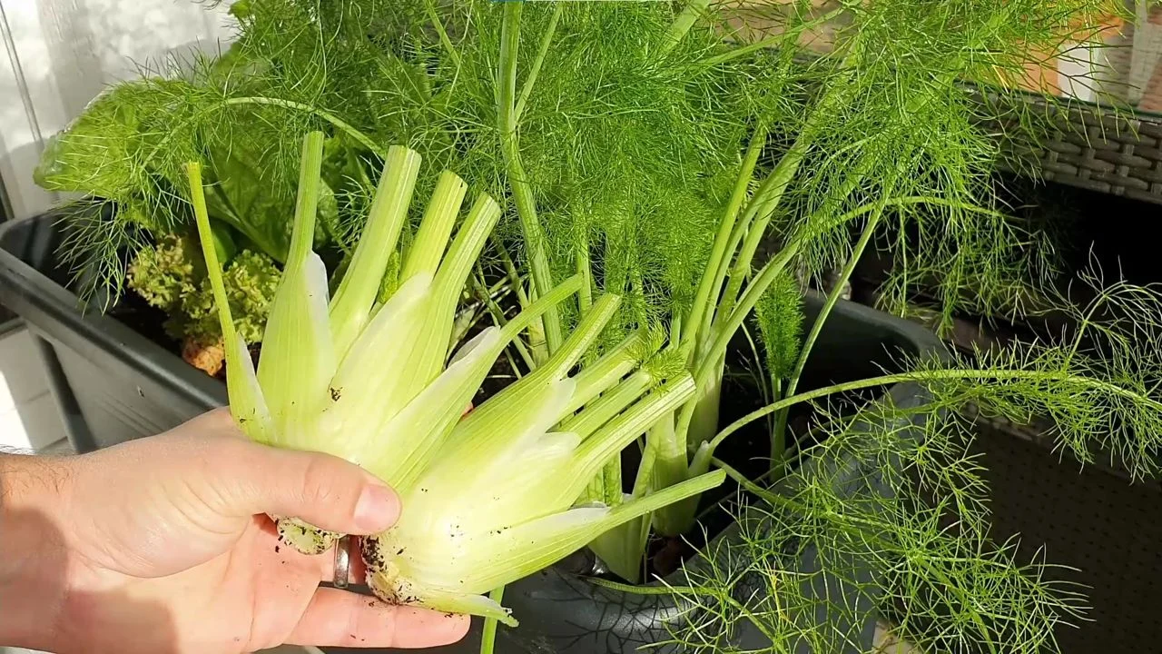 Fenchel richtig ernten und den passenden Zeitpunkt erkennen