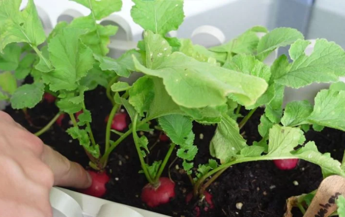 Radieschen aus Samen anziehen