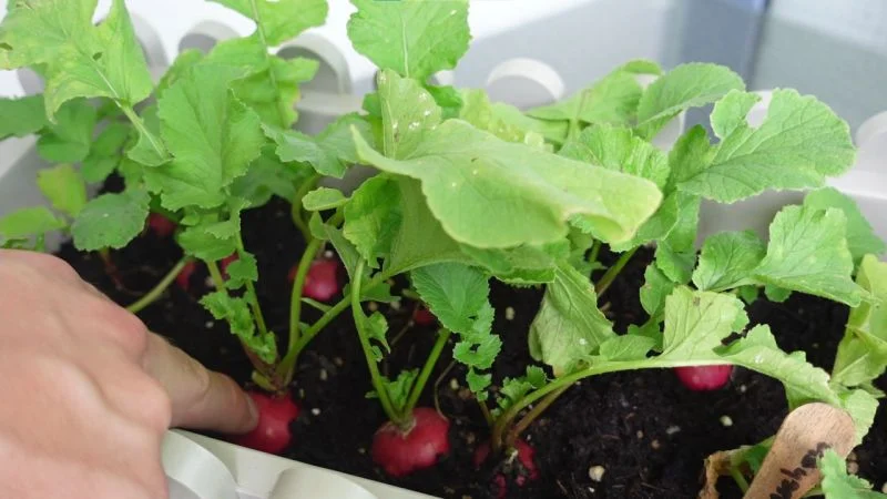Radieschen aus Samen anziehen