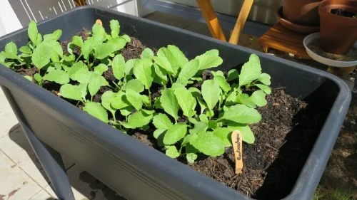 Radieschen im Balkonhochbeet