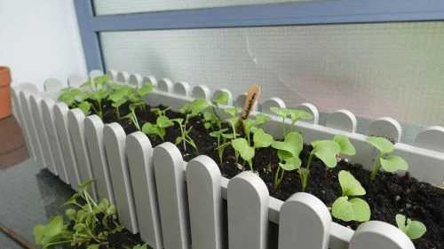 Radieschen im Blumenkasten