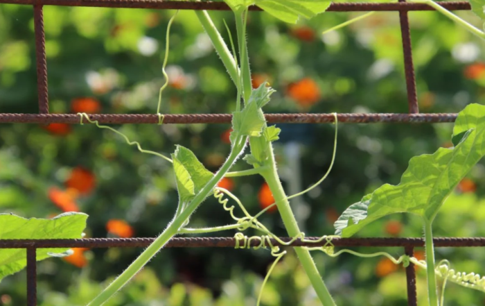Rankgitter auf dem Balkon