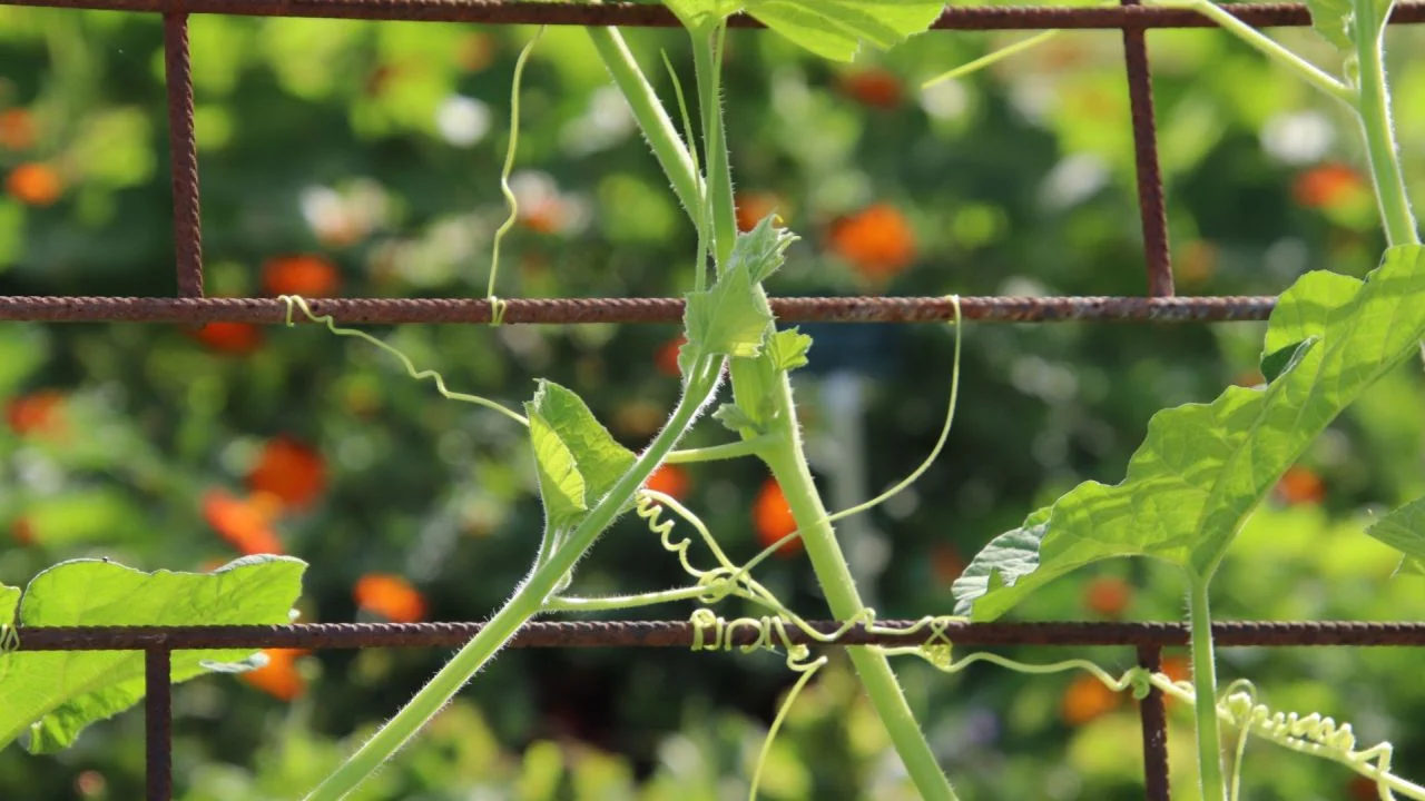 Rankgitter_16_9_1280 Rankgitter auf dem Balkon