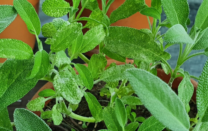 Mehltau auf Salbei erkennen und behandeln