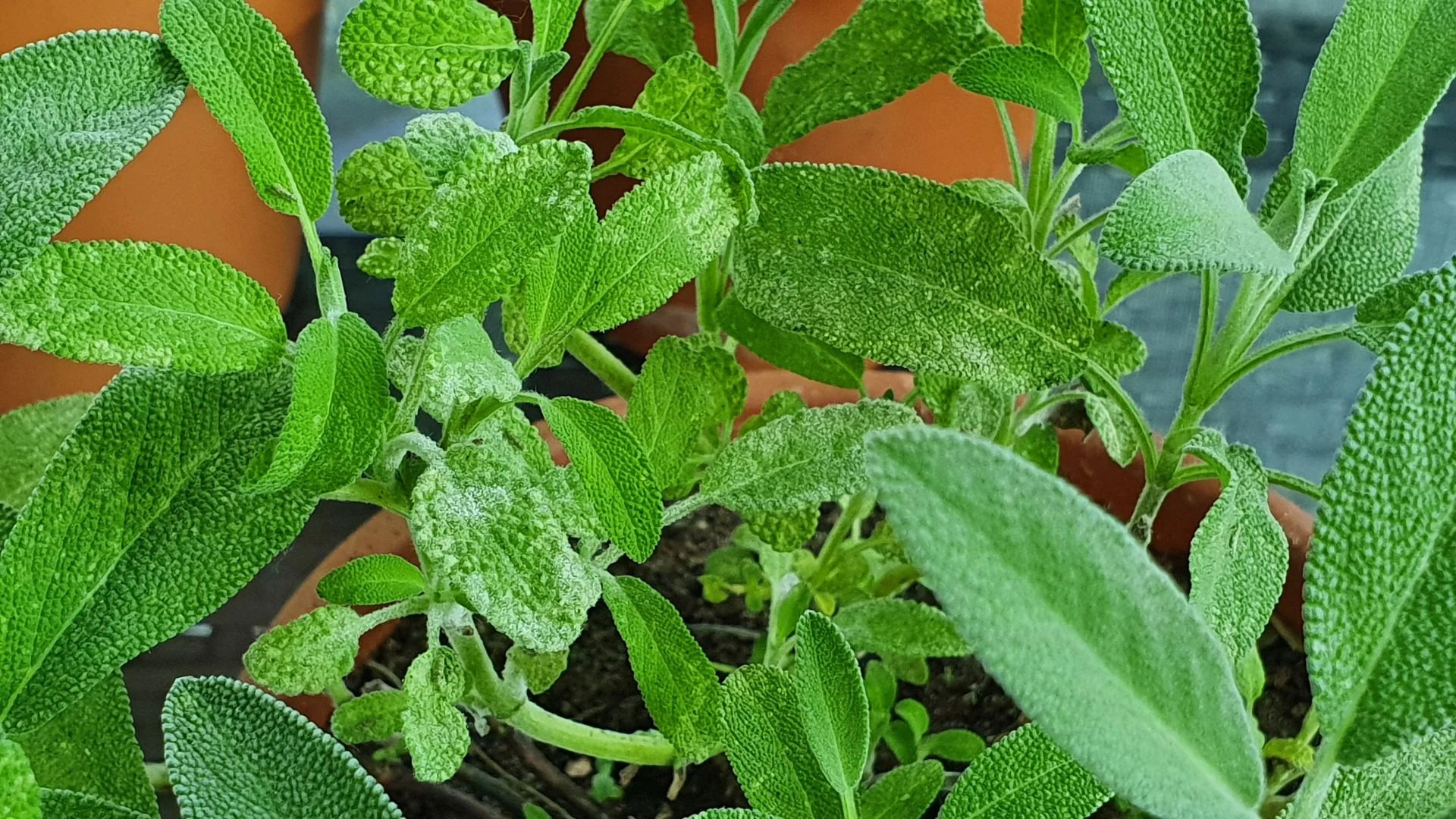 Mehltau auf Salbei erkennen und behandeln