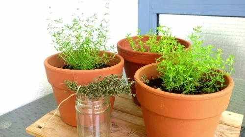 Thymian haltbar machen