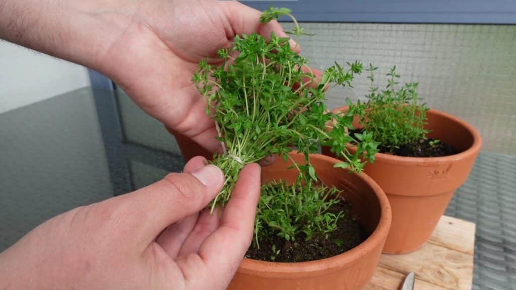 Thymian richtig ernten und aufbewahren: Ernteschnitt im Sommer