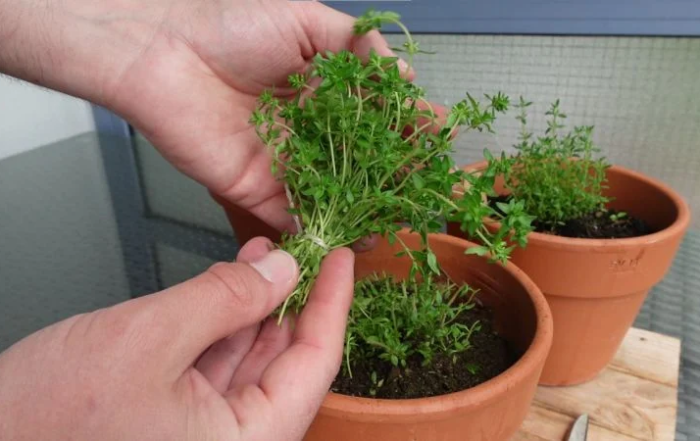 Thymian richtig ernten