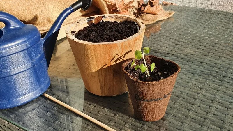 Blumenkohl aus Samen anziehen