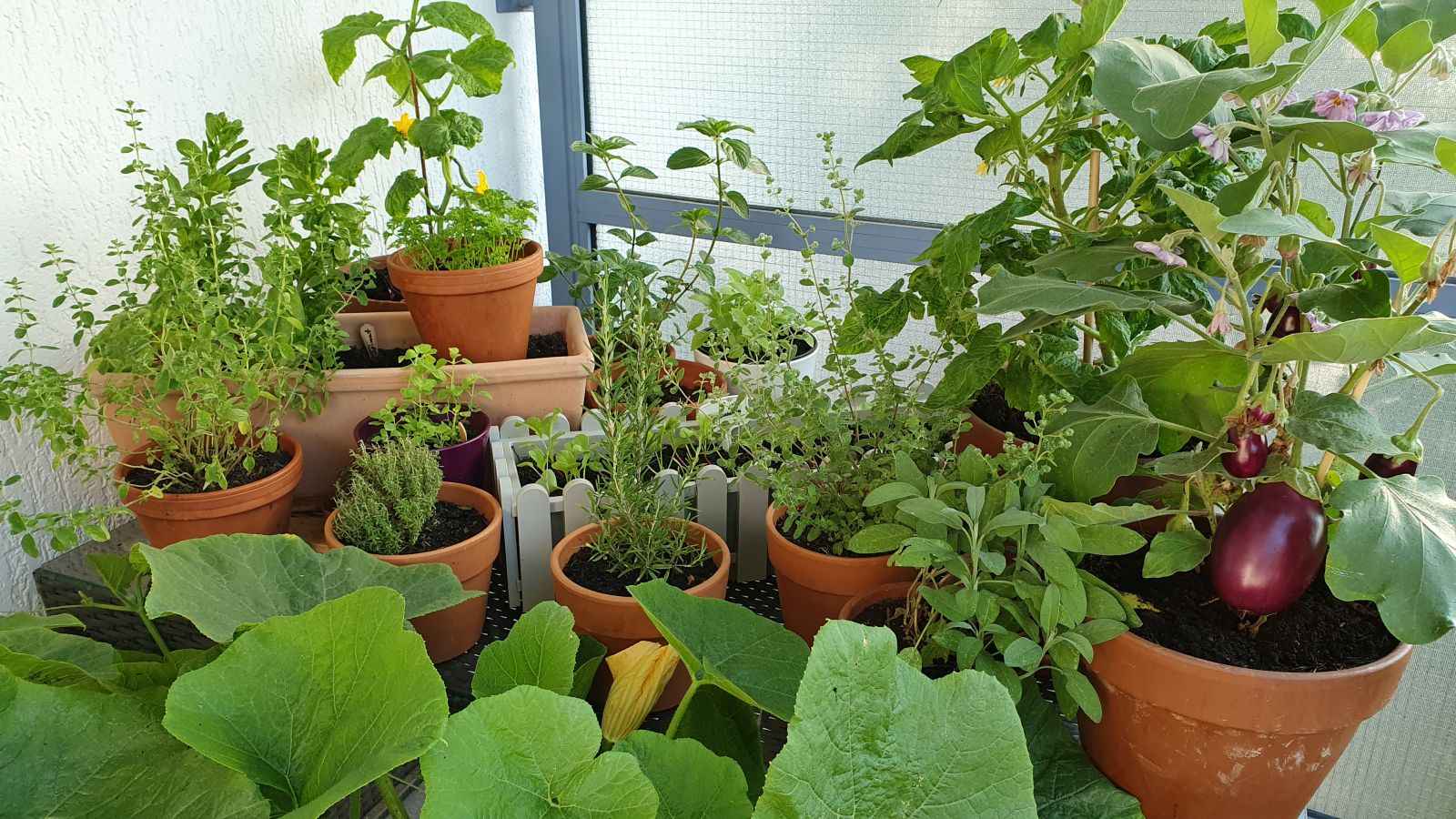 Willkommen auf dem Gemüse-Balkon
