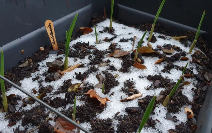 Gemüse und Kräuter im Februar anbauen Knoblauch