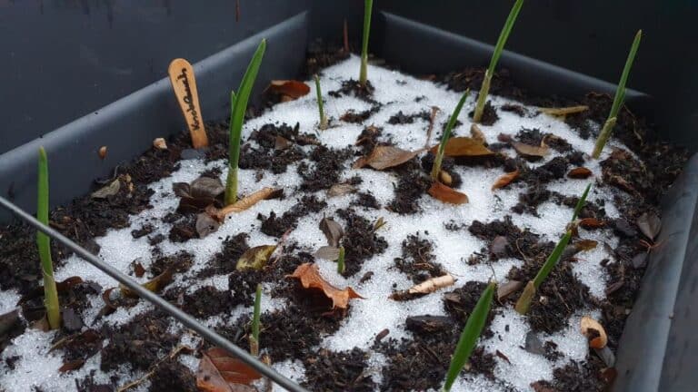 Gemüse und Kräuter im Februar anbauen Knoblauch