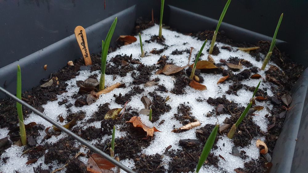 Gemüse und Kräuter im Februar anbauen Knoblauch