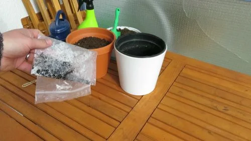 Lavendel stratifizieren