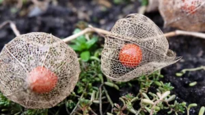 Physalis richtig ernten