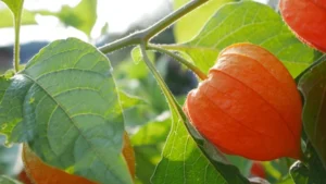 Physalis auf dem Balkon anbauen