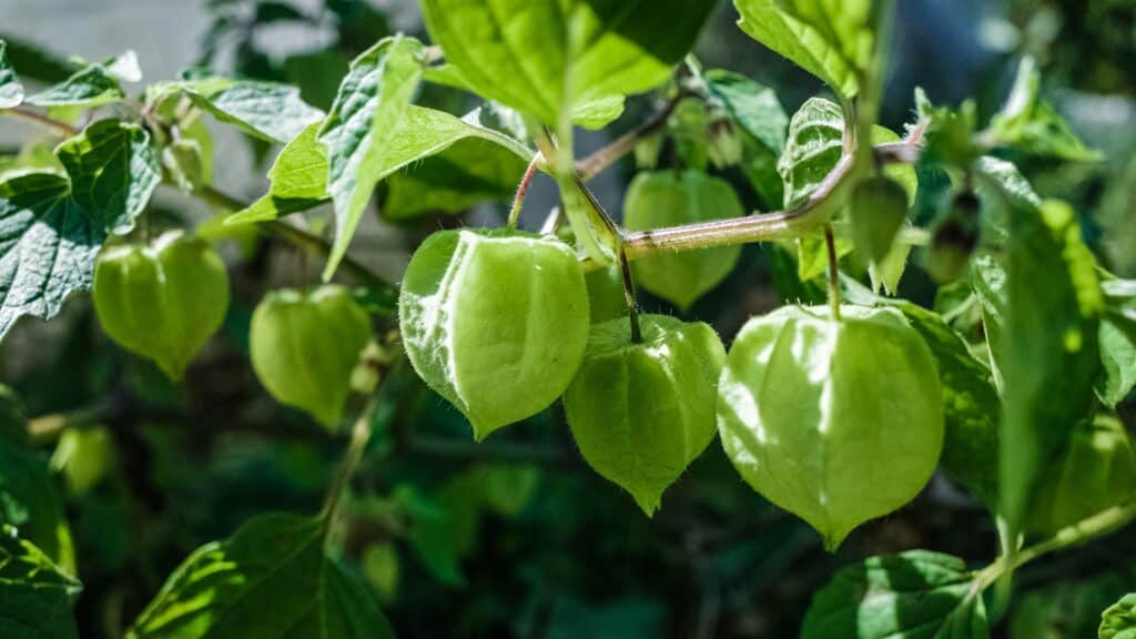 Physalis aussäen für die Balkonanzucht