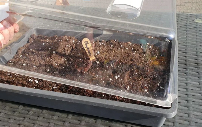 Kräuter im Zimmergewächshaus vorziehen