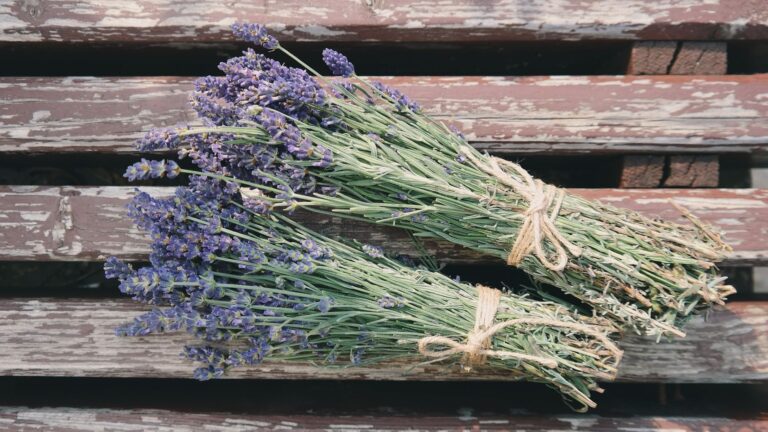 Lavendel trocknen