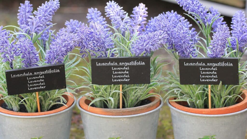 Lavendel auf dem Balkon anbauen