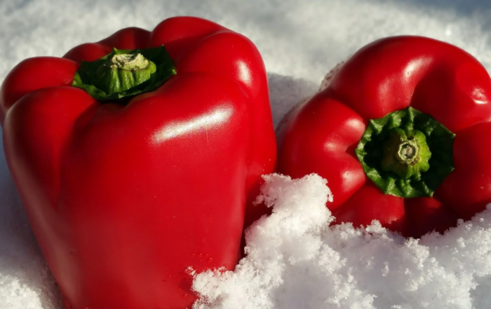 Paprika im Januar anziehen