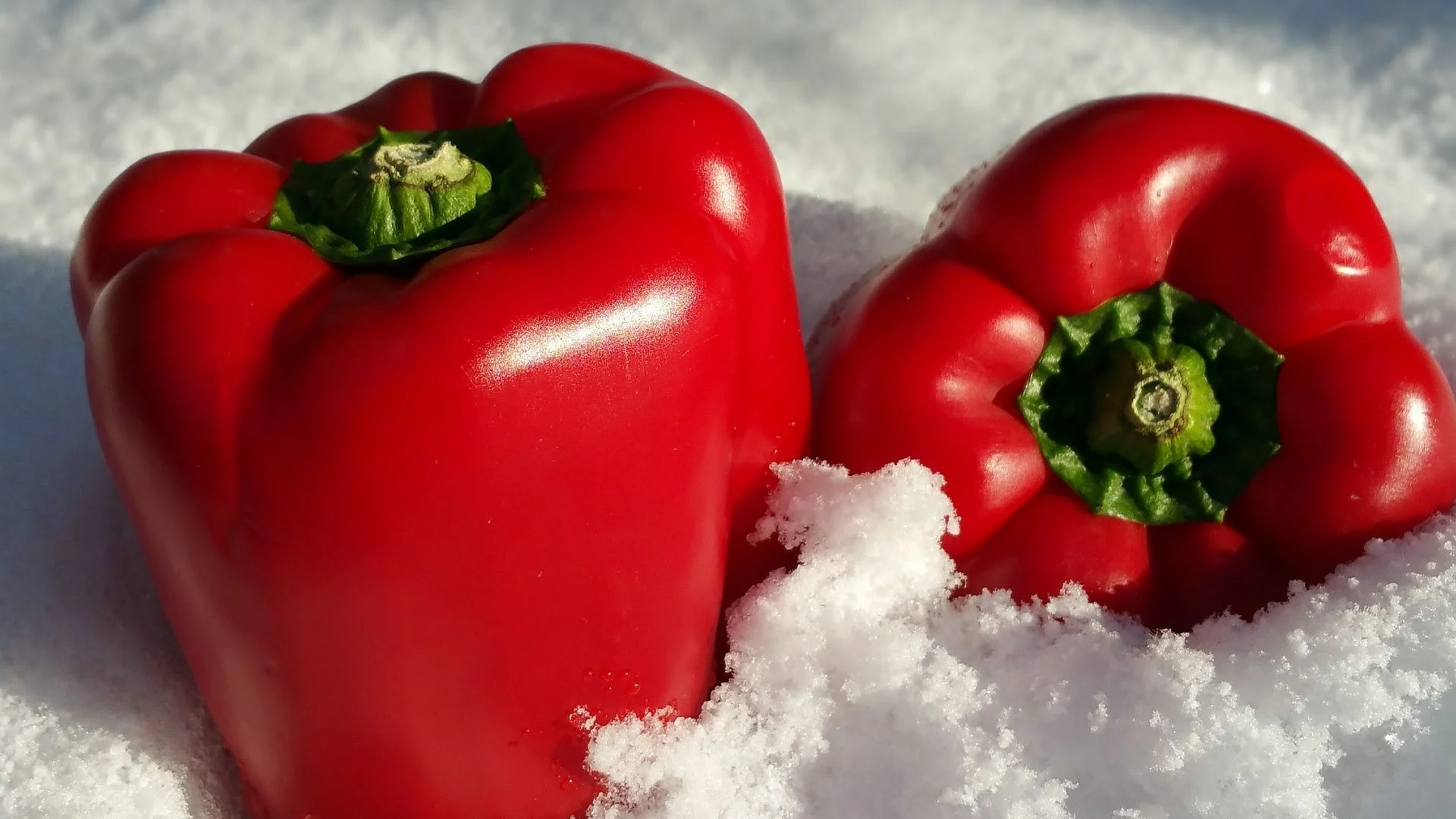 Paprika im Januar anziehen
