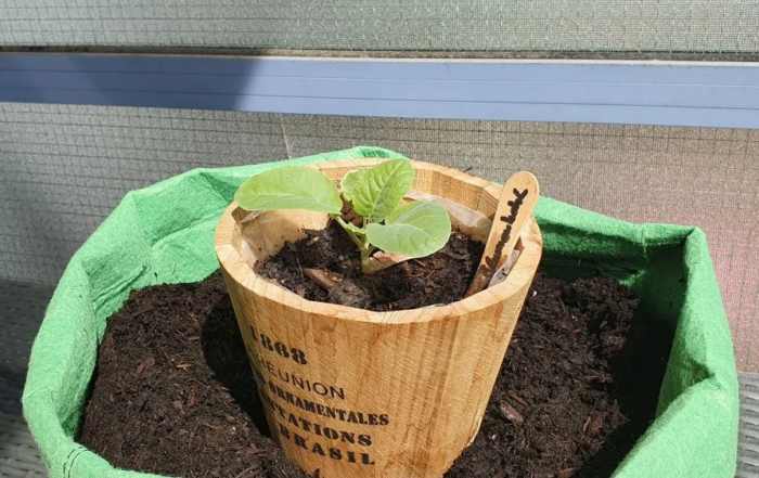 Blumenkohl aus Samen anziehen