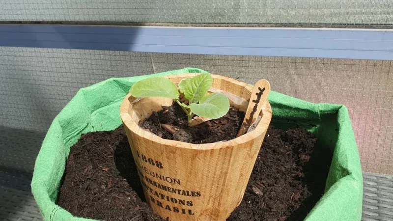 Blumenkohl im Pflanzsack