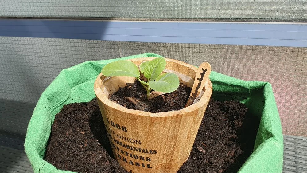 Blumenkohl aus Samen anziehen
