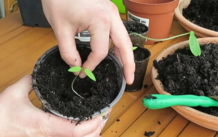Frühe Aussaaten auf dem Balkon